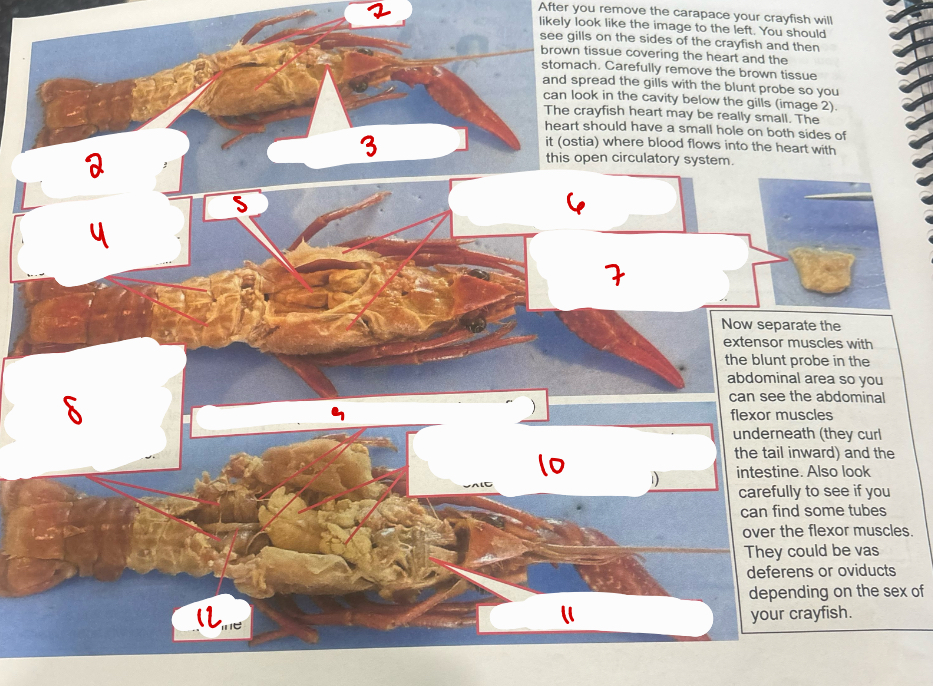 <p>More Carapace`</p>