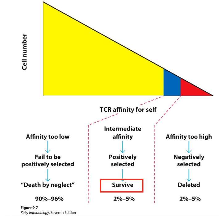 <p>too low - not positively selected == death by neglect (90-95%) </p><ul><li><p>intermediate affinity — positively selected —> survive (2-5%) </p></li><li><p>affinity too high — negatively selected —> deleted (2-5%)</p></li></ul><p></p>
