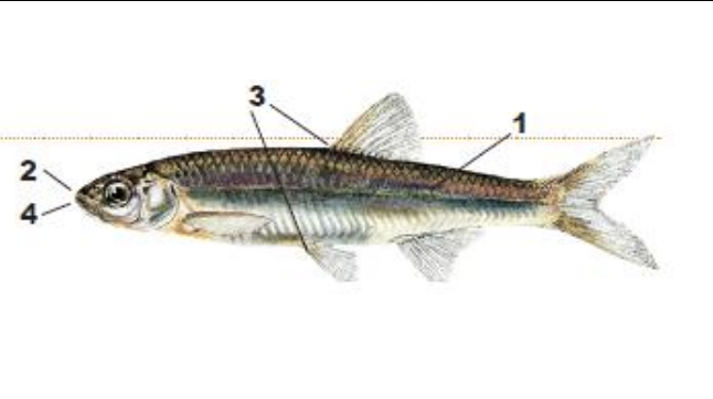 <p>1) slender, elongate body</p><p>2) large mouth on fairly pointed snout</p><p>3) dorsal fin origin behind pelvic fin origin</p><p>4) black lips</p>