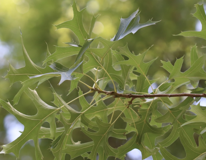 <p>Pin Oak</p>