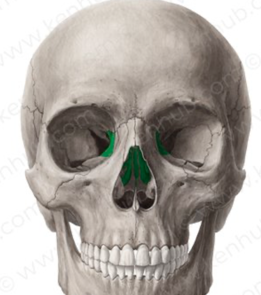 <p>center of the skull that divides the nasal cavity from the brain and helps form the eye sockets</p>