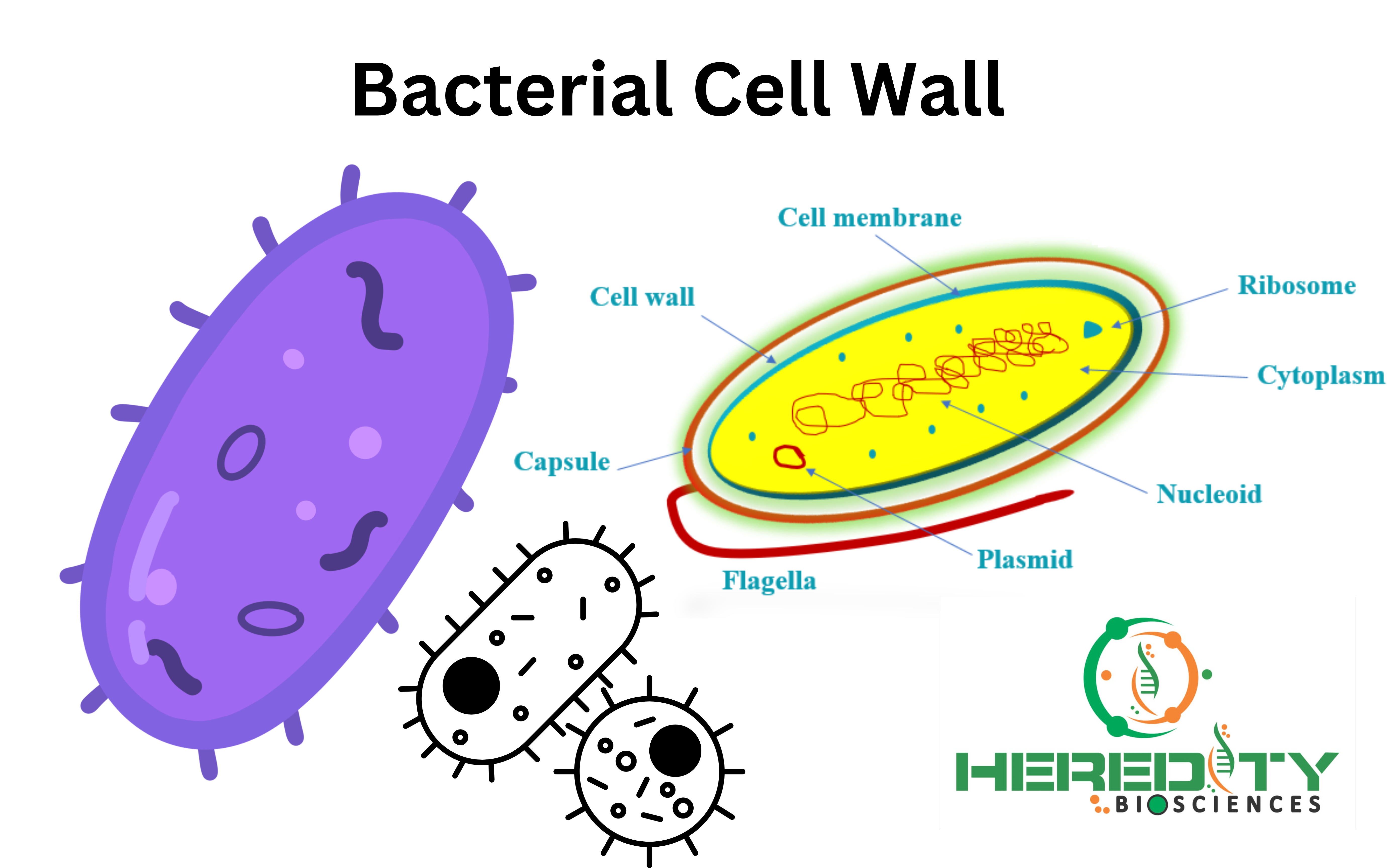 <ul><li><p>What is the chemical structure of prokaryotic/bacterial cell wall?</p></li></ul><p></p>