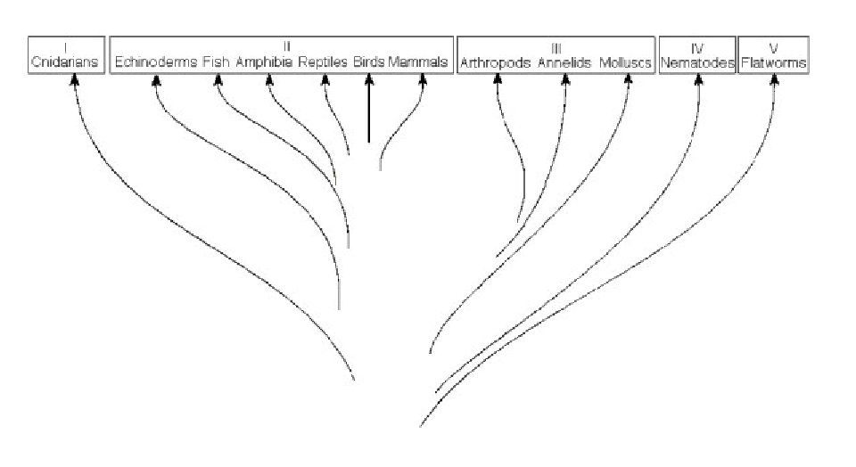 <p><span>The previous figure shows a chart of the animal kingdom set up as a modified phylogenetic tree. Use the diagram to answer the following</span><br><span>questions. Which group contains diploblastic organisms?</span></p>