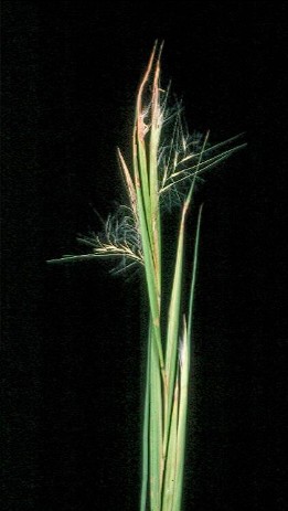 <p>Little False Bluestem</p>