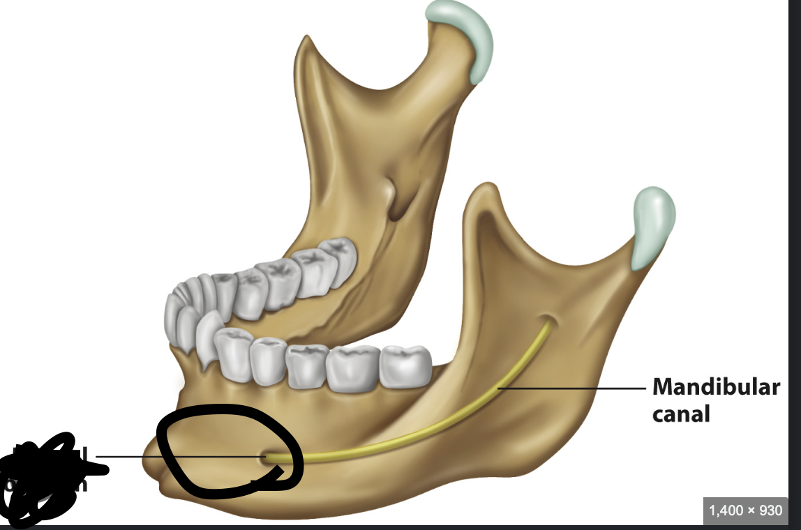<p>chin</p>