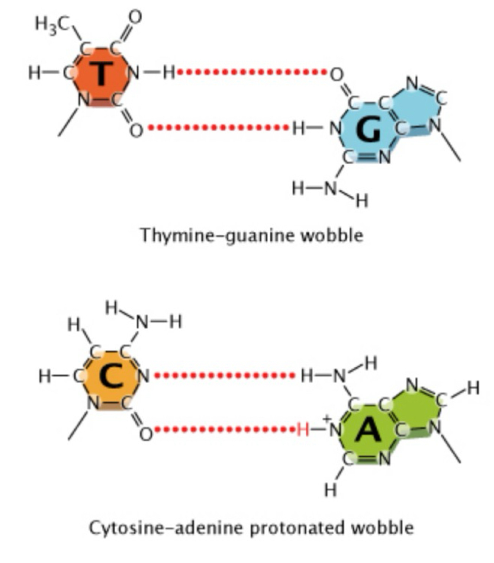 <ul><li><p>Slight shifts in the position of nucleotides in space</p><ul><li><p>e.g. causes wobble between a normal T &amp; normal G</p></li></ul></li><li><p>Non-tautomeric forms of bases → an additional proton on adenine causes a wobble in C:A</p></li></ul><p></p>