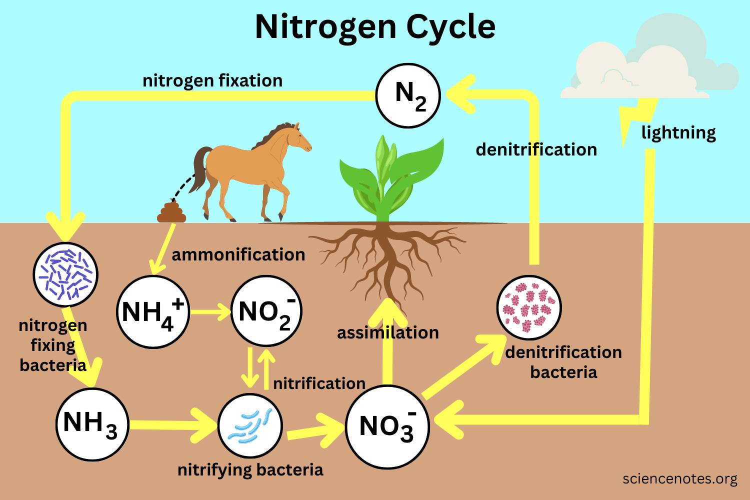 <p>Stages of the nitrogen cycle</p>
