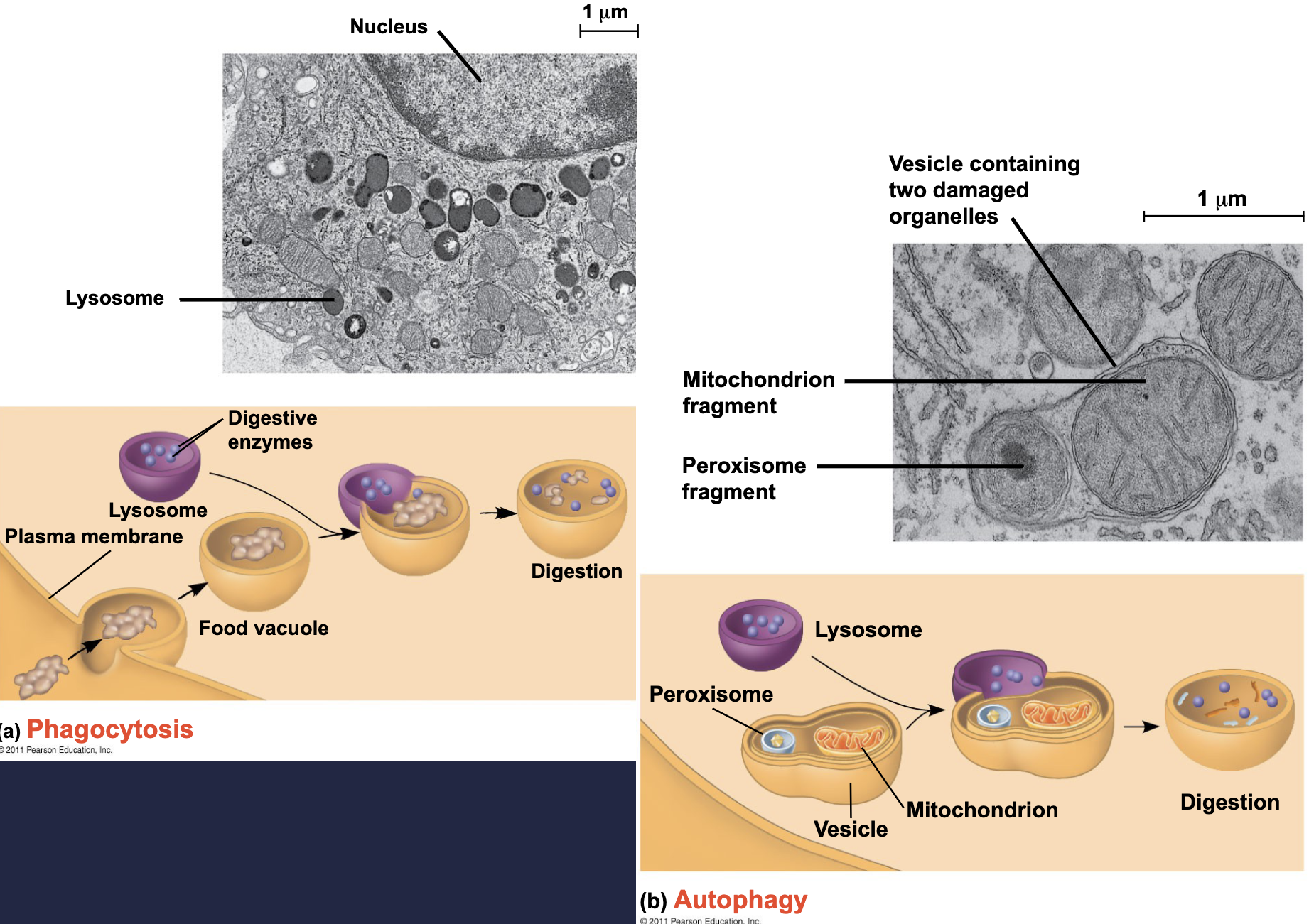 <p>Membranous sac of hydrolytic enzymes that can digest macro molecules (proteins, fats, nucleic acids, and polysaccharides)<br>Lysosomal enzymes work best in the acidic environment inside the lysosome<br>-<strong><em><mark data-color="yellow" style="background-color: yellow; color: inherit;">Phagocytosis</mark></em></strong>: lysosomes digest external particles <br>-<strong><em><mark data-color="yellow" style="background-color: yellow; color: inherit;">Autophagy</mark></em></strong>: lysosomes recycles cells organelles and macromolecules</p>