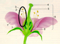 <p>The long part</p>