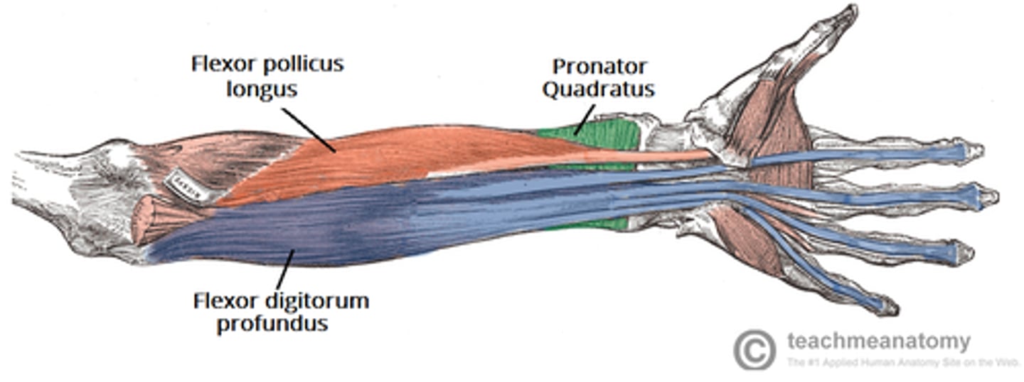 <p>flexor digitorum profundus, flexor pollicis longus, pronator quadratus</p>