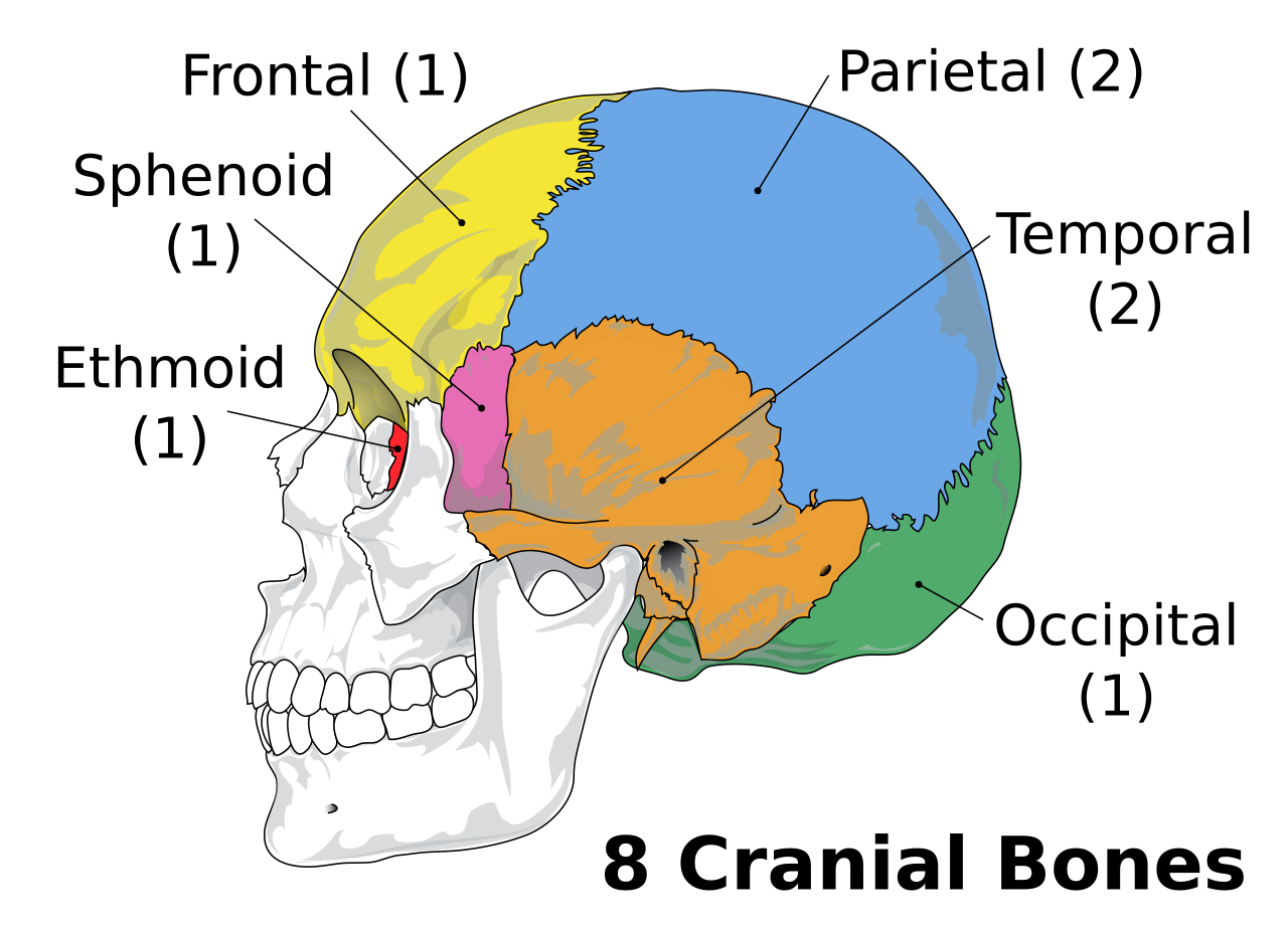 <p>8 </p><p>frontal, parietal (2), temporal (2), occipital, sphenoid, ethmoid</p>