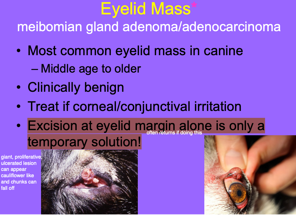 <p>Tx if there is corneal/conjunctival irritation.</p><p>Excision at eyelid margin alone is temporary solution - will grow back.</p><p>Surgical debulk and cryo.</p><p>Eyelid Wedge Resection</p>