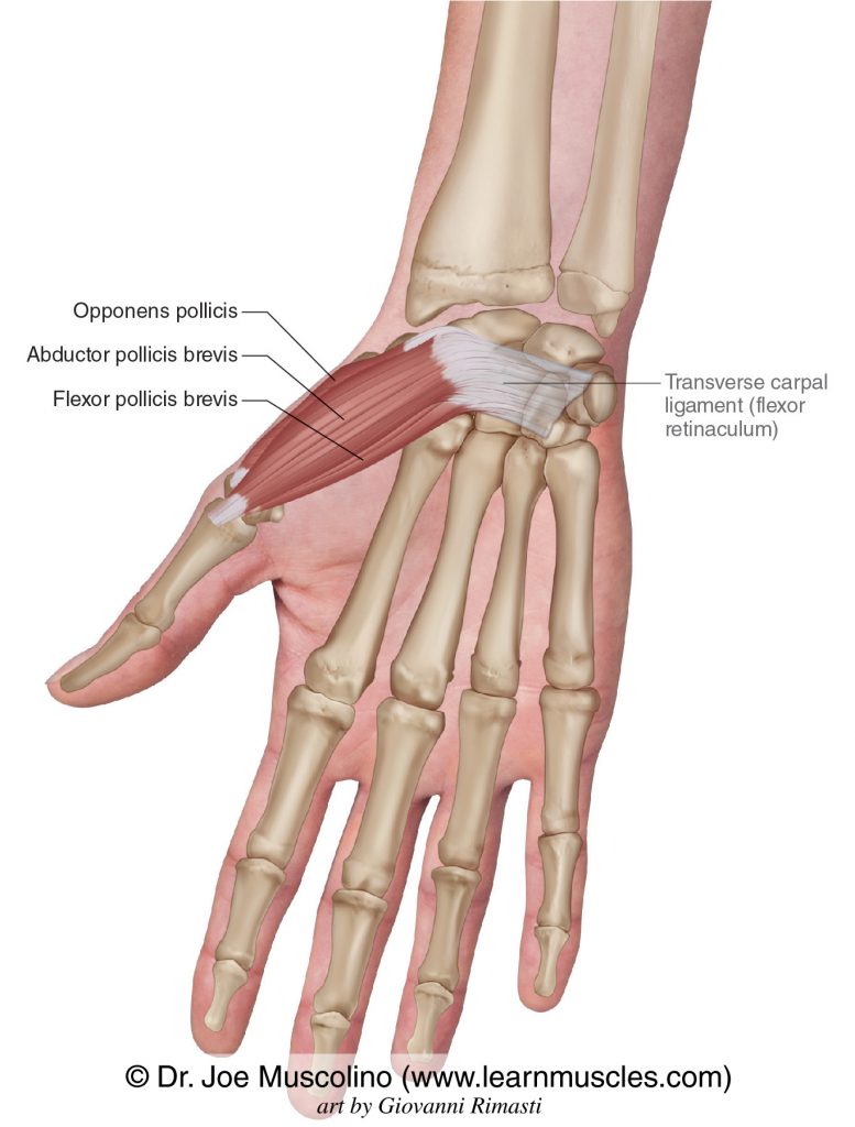 <p>whats the innervation of the thenar eminence</p>