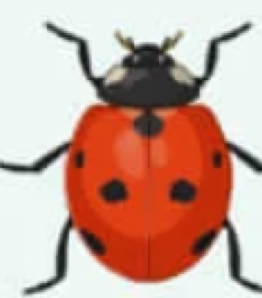 <p>What animal phylum does the following belong to? Include the type of body symmetry and</p><p>the number of tissues layers exhibited</p><p></p>