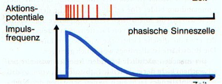 <ul><li><p><span>Reagieren vor allem auf Änderungen eines Reizes</span></p></li><li><p class="p1"><span>Starke AP-Antwort bei Reizbeginn oder Reizänderung, danach Abnahme</span></p></li><li><p class="p1"><span>Schnelle Adaptation</span></p></li><li><p class="p1"><span>Codieren vor allem Reizänderungen</span></p></li><li><p class="p1"><span>Bsp.: Tastrezeptoren der Haut, Temperaturänderungen</span></p></li><li><p><span>Nehmen den Reiz zwar weiter wahr,melden ihn aber kaum noch</span></p></li></ul><p></p><p>(<span style="line-height: 16.866667px;">Es gibt auch noch Kombination aus phasisch-tonisch wo Impuls Frequenz abnimmt </span><span style="line-height: 16.1px;">aber</span><span style="line-height: 16.866667px;"> nicht beendet wird) </span></p>