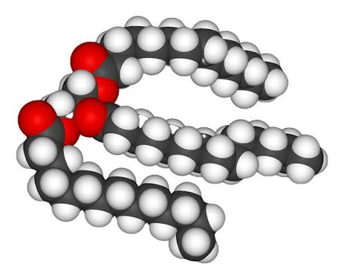 <p>Fat</p>