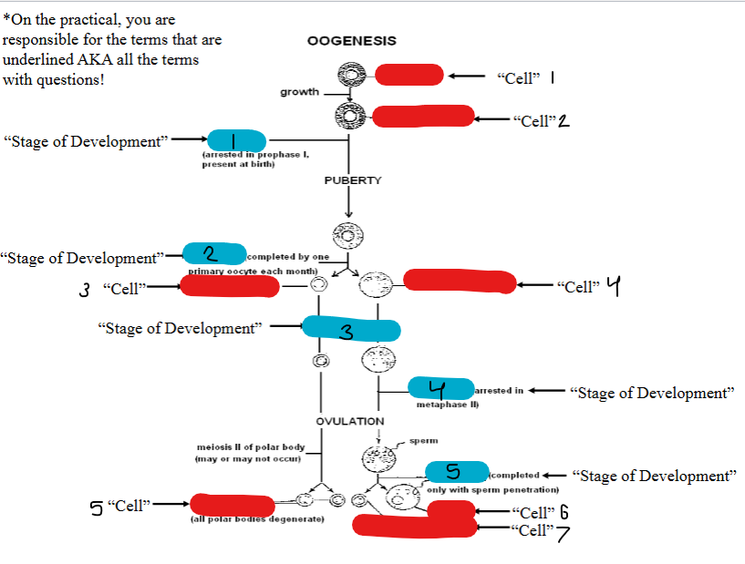 <p>Identify the 7 - “Cell”</p>
