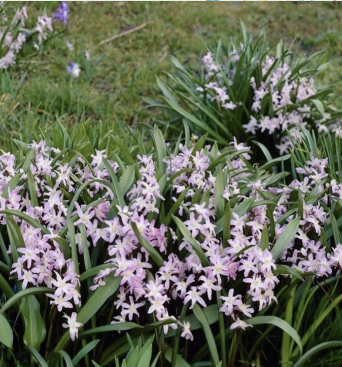 <p>‘Pink giant’<br>slightly droopy flowers</p>