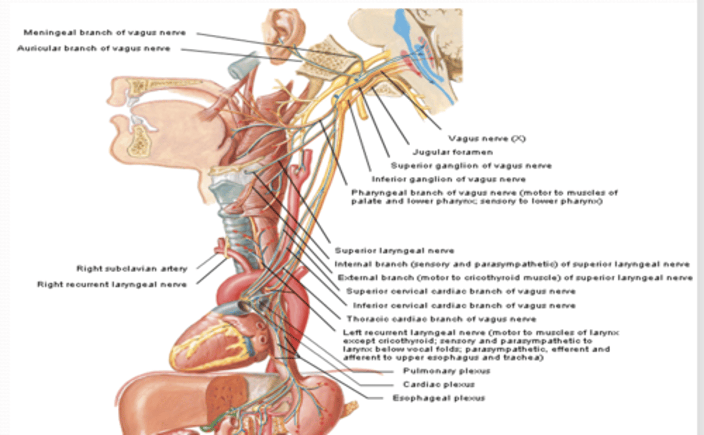 <p>what does the External laryngeal nerve of the superior laryngeal nerve CN X branch provide motor to?</p>
