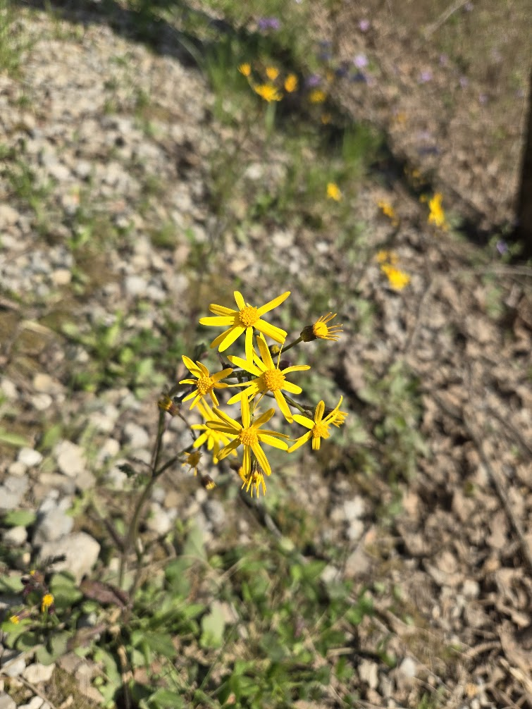 <p><strong>(<em>Packera aurea</em>)</strong> – Basal rosette with rounded to heart-shaped leaves and clusters of bright yellow daisy-like flowers on tall stems; found in moist woods, floodplains, and wetlands. <strong>Autotroph; rhizomatous.</strong><br><strong>Uses:</strong> Primarily ornamental and ecological (pollinator support); <strong>contains toxic alkaloids— not edible</strong>.</p>