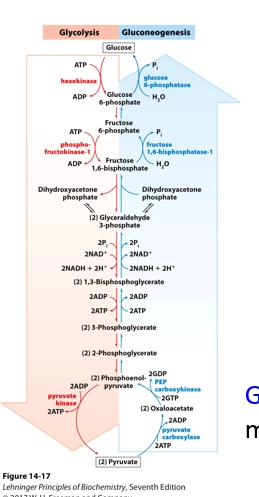 <p>(the problem)</p><ul><li><p>they are opposing pathways (create glucose vs break it down) but are both TD favvorable. </p></li><li><p>they cannot be exactly the same but opposite, as otherwise all steps would be reversible. no TD driving force. </p></li></ul><p>(the solution)</p><ul><li><p>not directly opposite. their reversible steps are shared (Glycolysis steps 2,4-9), but their irreversible steps (deltaG negative, TD unfavorable steps) differ</p></li><li><p>Gluconeogenesis carries out additional steps to bypass Glycolysis’s 3 Irreversible rxns. so they can coexist and both be TD favorable</p></li></ul><p>(regulation)</p><ul><li><p>Gluconeogenesis IS opposing. instead of creating ATP (as in Glycolysis), it uses ATP / GTP, but this is a worthwhile investment in cell types which need a steady glucose supply even in times of deprivation</p></li><li><p>regulation occurs differently between the two, preventing a futile cycle - we want pathways to be completed in one direction (GLycoysis OR Gluconeogenesis. not both)</p></li><li><p>eg if we need Glucose, we dont want intermediate components of Gluconeogenesis to be reversing at eq to undergo Glycolysis and breakdown Glucose overall. </p></li><li><p>a level of regulation occurs with enzyme GE. Liver = Gluconeogenesis prominent = Gluconeogenesis enzymes expressed preferentially. Muscles / Brain = Glycolysis prominent = Glycolysis enzymes expressed preferentially</p></li></ul><p></p>