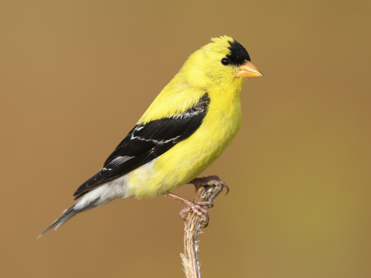 <p>spinus tristis</p>