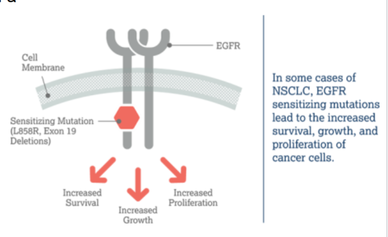 <p>a monoclonal antibody against extracellular domain of EGFR (inhibitor)</p>
