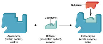 <p>when the apoenzyme and cofactor come together to form a whole, active enzyme</p><p></p>