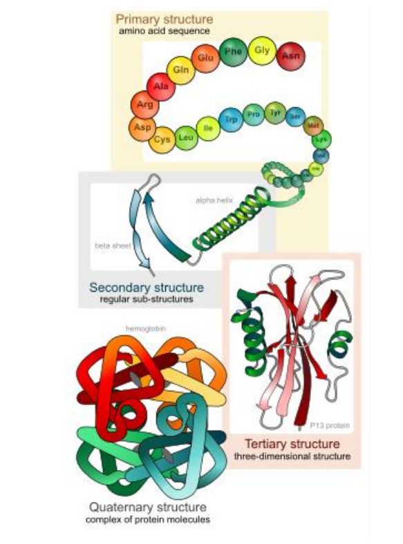 <p>Proteins comprise the majority of organic molecules in organisms and have huge diversity in structures and function. Proteins are made of strings of amino acids connected by covalent bonds. There are 20 types of amino acids in biological organisms, but they all share similar structural features.</p>