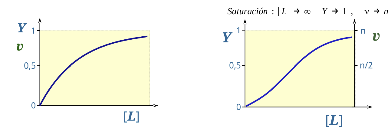 <ul><li><p><span><strong>En la gráfica de fracción de saturación (</strong></span><span style="line-height: 1.15;"><strong>Y frente a [L]</strong></span><span><strong>):</strong> Ambas curvas tienden invariablemente a una asíntota de 1. La única diferencia reside en la forma (hipérbole para monómero, sigmoide para oligómero cooperativo), lo que resulta muy difícil de discriminar visualmente cuando se dispone de pocos puntos experimentales, además de que <strong>no aporta información sobre el número de sitios (</strong></span><span style="line-height: 1.15;"><strong>n</strong></span><span><strong>)</strong></span></p></li><li><p><span><strong>En la gráfica de función de saturación (</strong></span><span style="line-height: 1.15;"><strong>v frente a [L]</strong></span><span><strong>):</strong> Cada proteína tiende a un límite asintótico numéricamente distinto que es igual a su número de sitios (</span><span style="line-height: 1.15;">n = 1 para un monómero, n = 2 para un dímero, n = 3</span> para un trímero...). Permite determinar directamente el <strong>número de sitios de unión/subunidades de la proteína</strong>, incluso con pocos datos experimentales</p></li></ul><p></p>