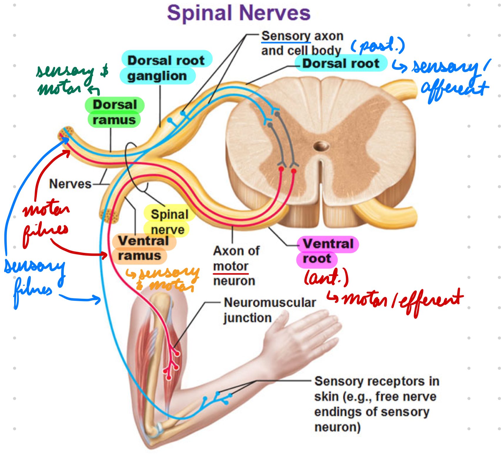 <p>Nerve exiting intervertebral foramina</p><p>Anterior: Motor/efferent fibres</p><p>Dorsal: Sensory/afferent fibres</p><ul><li><p>Dorsal Root Ganglia: Outside vertebral column</p></li></ul><p></p>