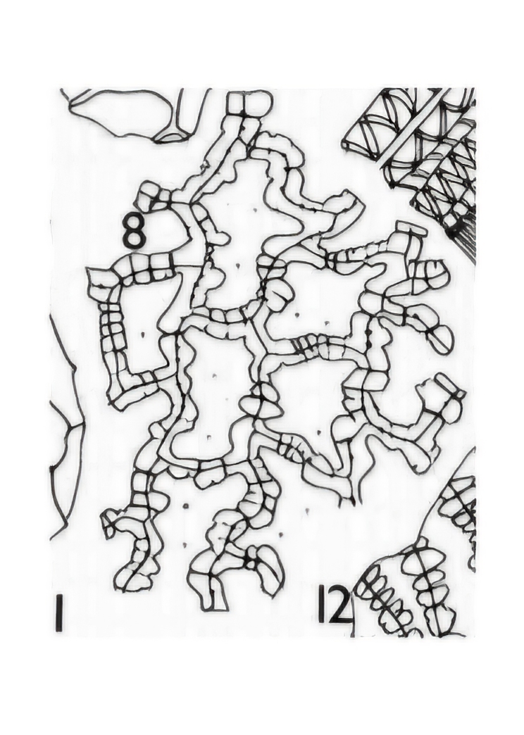 <p>What is this structure?</p>