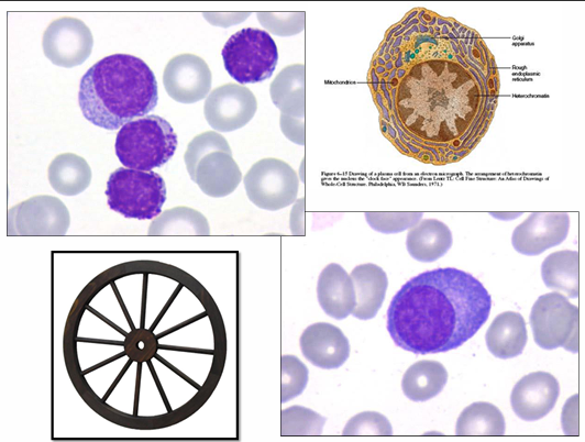 <p>Cel. plasmática</p>