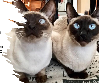 <p>medium size, long, muscular, elegant, triangular shaped head, pointed pattern, intelligent, vocal, affectionate, requires dedication</p><p>13-15 years </p>