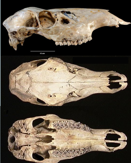 <p>Cervus canadensis</p>