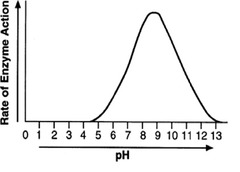 <p>when pH is too low or too high:</p><p>hydrogen/ionic bonds break, changing the tertiary structure of the enzyme</p><p>shape of active site changes, so is no longer complementary to substrate and ES complexes can no longer form</p><p>enzyme is denatured</p>