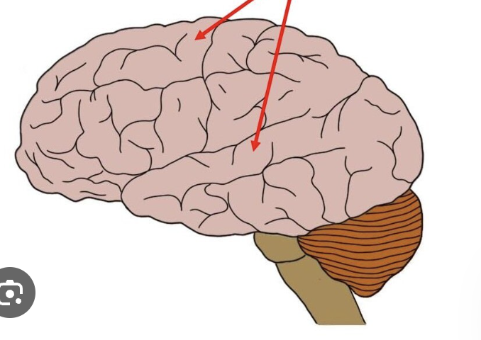 <p>What brain part is this?</p>
