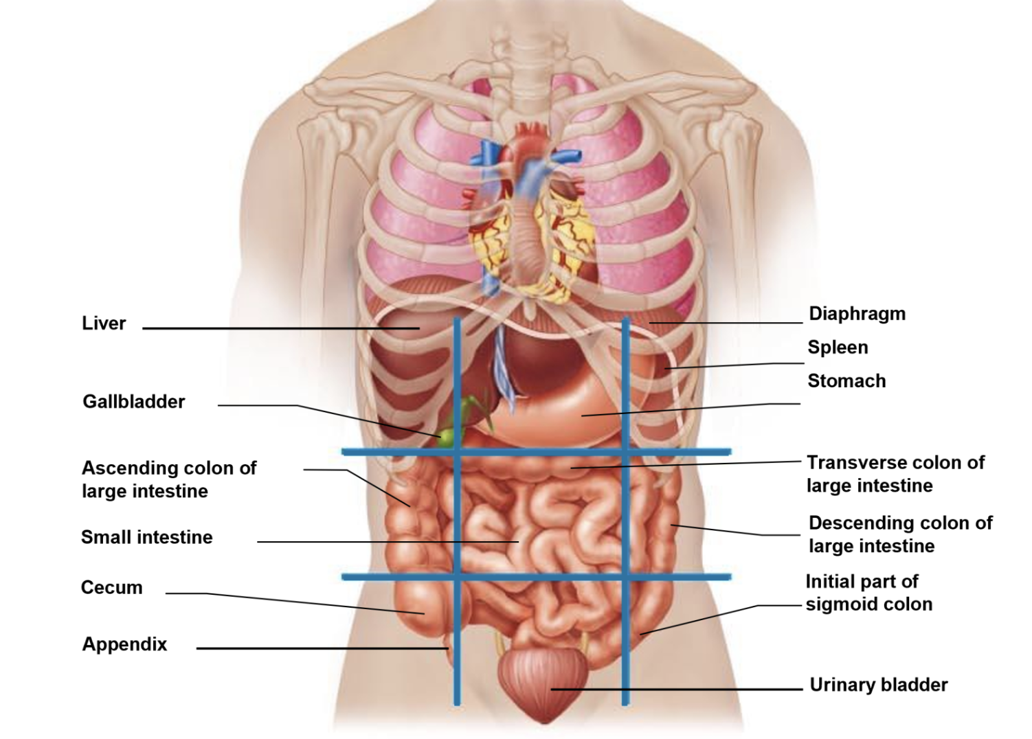 <ul><li><p><span><strong>Right Hypochondriac Region</strong>: Located in the upper right section, sheltered by the lower ribs.</span></p><ul><li><p><span><strong>Liver</strong>: Majority of the right lobe.</span></p></li><li><p><span><strong>Gallbladder</strong>: Entirely nestled underneath the liver.</span></p></li><li><p><span><strong>Right Kidney</strong>: The upper portion.</span></p></li></ul></li><li><p><span><strong>Epigastric Region</strong>: Located in the upper middle section, superior to the belly button.</span></p><ul><li><p><span><strong>Stomach</strong>: Majority of the stomach body.</span></p></li><li><p><span><strong>Liver</strong>: Portions of both left and right lobes.</span></p></li><li><p><span><strong>Pancreas</strong>: Head, body, and tail stretch across this midline space.</span></p></li><li><p><span><strong>Duodenum</strong>: The C-loop of the small intestine.</span></p></li><li><p><span><strong>Adrenal glands</strong>: Sitting atop both kidneys.</span></p></li></ul></li><li><p><span><strong>Left Hypochondriac Region</strong>: Located in the upper left section, sheltered by the lower ribs.</span></p><ul><li><p><span><strong>Spleen</strong>: Nestled deep beneath the left rib cage.</span></p></li><li><p><span><strong>Stomach</strong>: The upper fundus portion.</span></p></li><li><p><span><strong>Left Kidney</strong>: The upper portion.</span></p></li><li><p><span><strong>Pancreas</strong>: The tip of the tail.</span></p></li></ul></li></ul><ul><li><p><span><strong>Right Lumbar Region</strong>: Located in the middle right section, adjacent to the lumbar spine.</span></p><ul><li><p><span><strong>Ascending colon</strong>: Traveling upward along the posterior wall.</span></p></li><li><p><span><strong>Right Kidney</strong>: Lower pole and lower ureter.</span></p></li><li><p><span><strong>Small intestine</strong>: Portions of the jejunum.</span></p></li></ul></li><li><p><span><strong>Umbilical Region</strong>: Located in the center section, surrounding the navel.</span></p><ul><li><p><span><strong>Small intestine</strong>: The majority of the jejunum and ileum.</span></p></li><li><p><span><strong>Transverse colon</strong>: Stretches across the center.</span></p></li><li><p><span><strong>Abdominal aorta and inferior vena cava</strong>: Major core blood vessels.</span></p></li></ul></li><li><p><span><strong>Left Lumbar Region</strong>: Located in the middle left section, adjacent to the lumbar spine.</span></p><ul><li><p><span><strong>Descending colon</strong>: Traveling downward.</span></p></li><li><p><span><strong>Left Kidney</strong>: Lower pole and lower ureter.</span></p></li><li><p><span><strong>Small intestine</strong>: Portions of the jejunum.</span></p></li></ul></li></ul><ul><li><p><span><strong>Right Iliac (Inguinal) Region</strong>: Located in the lower right section, near the groin and hip bone.</span></p><ul><li><p><span><strong>Cecum</strong>: The pouch where the large intestine begins.</span></p></li><li><p><span><strong>Appendix</strong>: Blind pouch extending off the cecum.</span></p></li><li><p><span><strong>Right Ovary and Fallopian Tube</strong>: In females.</span></p></li></ul></li><li><p><span><strong>Hypogastric (Pubic) Region</strong>: Located in the lower middle section, inferior to the belly button.</span></p><ul><li><p><span><strong>Urinary bladder</strong>: Rises into this zone when filled.</span></p></li><li><p><span><strong>Uterus</strong>: In females, resting posterior to the bladder.</span></p></li><li><p><span><strong>Sigmoid colon and Rectum</strong>: Terminal segments of the large intestine.</span></p></li><li><p><span><strong>Prostate</strong>: In males, sitting beneath the bladder.</span></p></li></ul></li><li><p><span><strong>Left Iliac (Inguinal) Region</strong>: Located in the lower left section, near the groin and hip bone.</span></p><ul><li><p><span><strong>Descending/Sigmoid junction</strong>: Transition point of the large intestine.</span></p></li><li><p><span><strong>Left Ovary and Fallopian Tube</strong>: In females.</span></p></li></ul></li></ul><p></p>