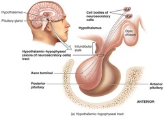 <p>The posterior pituitary stores and releases hormones produced by the hypothalamus</p>