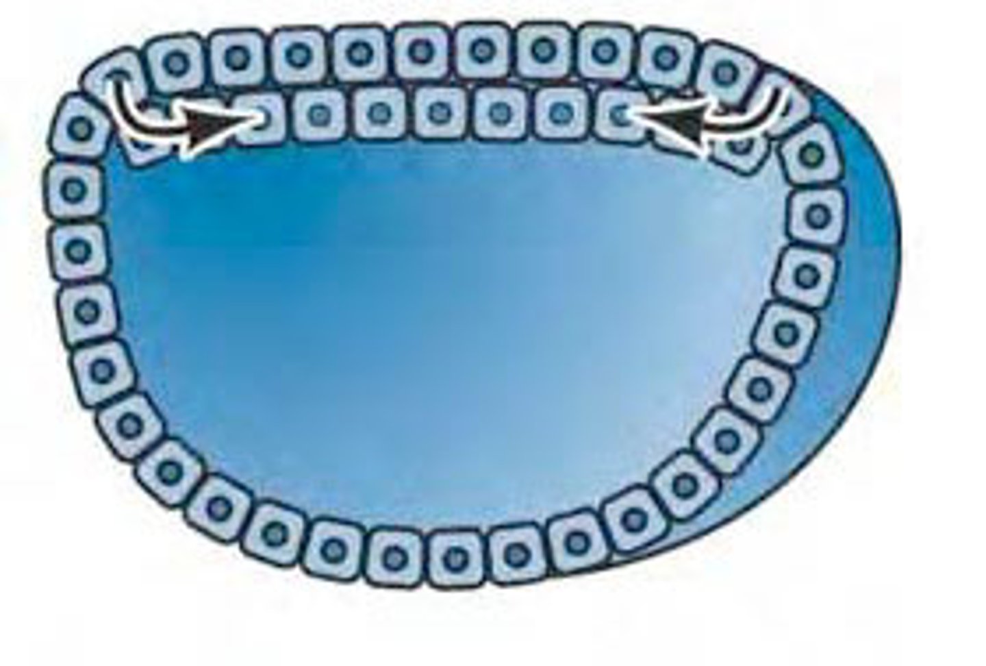 <p>Upper layer of bilaminar disc; gives rise to all three germ layers.</p>