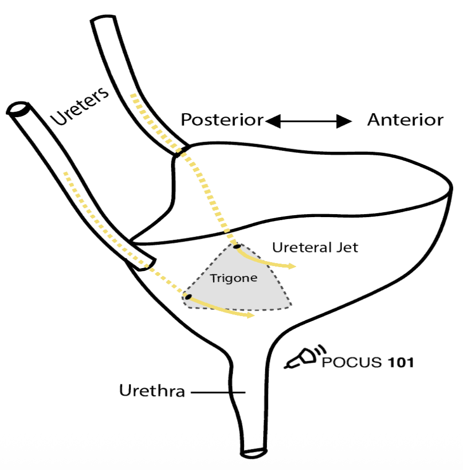 <ul><li><p>transport urine from kidneys to bladder</p></li><li><p>don’t typically see unless something is wrong w/ them</p></li></ul><p></p>