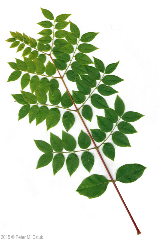 <p>D Kentucky Coffee Tree</p>