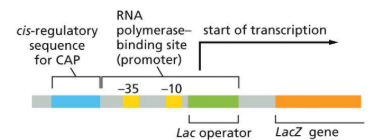 <p>Gene regulatory elements are <strong><em>typically</em></strong> close to the transcriptional start site of prokaryotic genes</p><p>But CAN be:</p><ul><li><p>far upstream</p></li><li><p>downstream</p></li><li><p>within gene (introns, eukaryotes only)</p></li></ul><p></p>