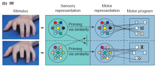 <p>Associative Sequence Learning (ASL) - emphasises learning through experience e.g. see consequence of own hand action</p><p></p>