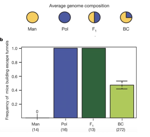 <p>half of the BC mice display escape tunnels</p><ul><li><p>points to only being controlled by one gene locus</p></li><li><p>no link between the presence of an escape tunnel and length of the entrance tunnel</p></li></ul><p></p>