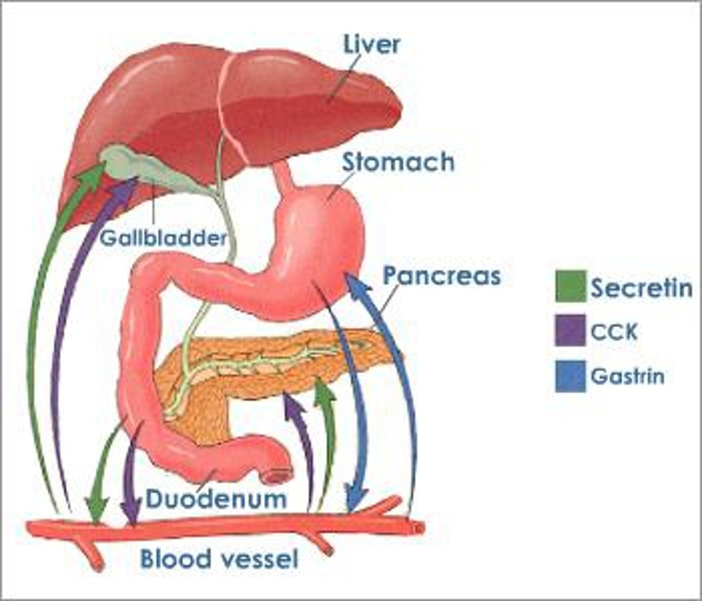<p>Parietal cells to release HCl (makes highly acidic environment), and chief cells to secrete pepsinogen.</p>
