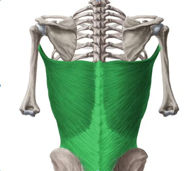 <p>Name of this muscle?</p>