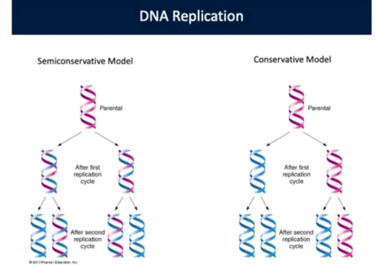 <p>DNA Replication (Conservative) <span style="background-color: transparent;"><strong>Meselson-Stahl Experiment</strong></span></p>