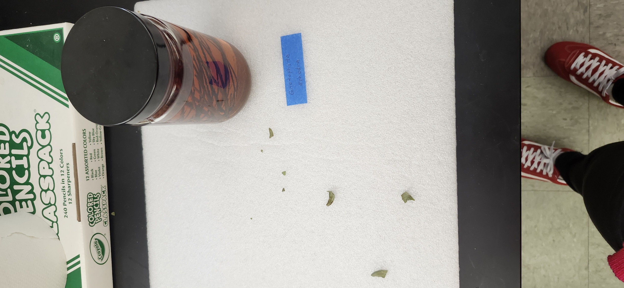 <p>Look at the Gnetophyta preserved specimen 1</p>