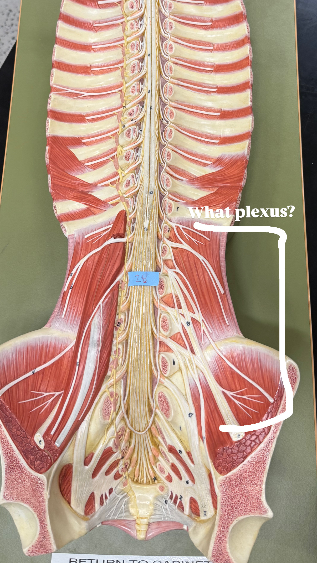 <p>lower back plexus</p>